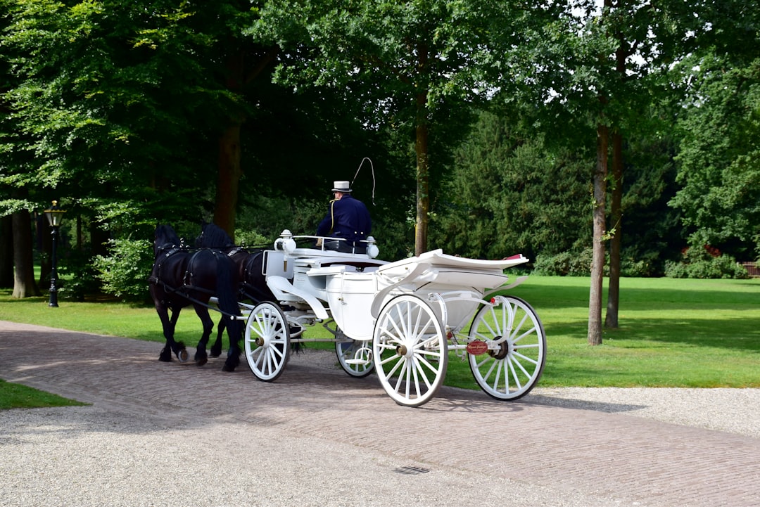 Uncovering the History and Significance of Hackney Carriages: The Original Taxis
